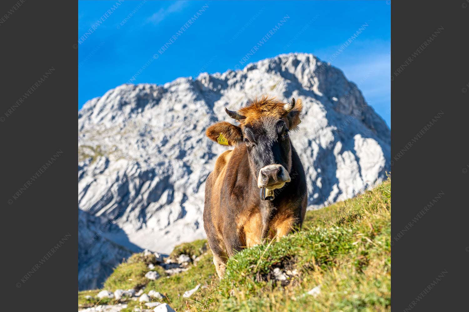Jungvieh mit Hohen Gaifam Stuibensee im Wettersteingebirge - Alpin unterwegs 1:1 -- Kälber auf der Alm im Werdenfels - mehr Infos bei www.Kriner-Weiermann.de