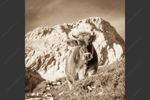 Jungvieh mit Hohen Gaifam Stuibensee im Wettersteingebirge - Alpin unterwegs 1:1 sepia -- Kälber auf der Alm im Werdenfels - mehr Infos bei www.Kriner-Weiermann.de