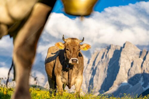 Jungvieh im Karwendel mit Lalidererwand - Alpinealm 3:2  -- Kühe im Karwendel mit Laliderer - mehr Infos bei www.Kriner-Weiermann.de