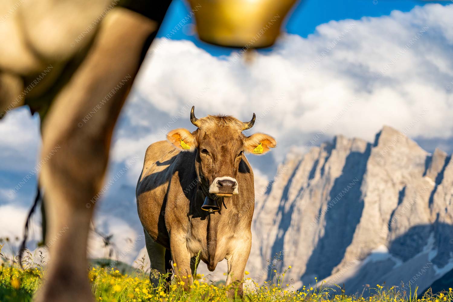 Jungvieh im Karwendel mit Lalidererwand - Alpinealm 3:2 -- Kühe im Karwendel mit Laliderer - mehr Infos bei www.Kriner-Weiermann.de