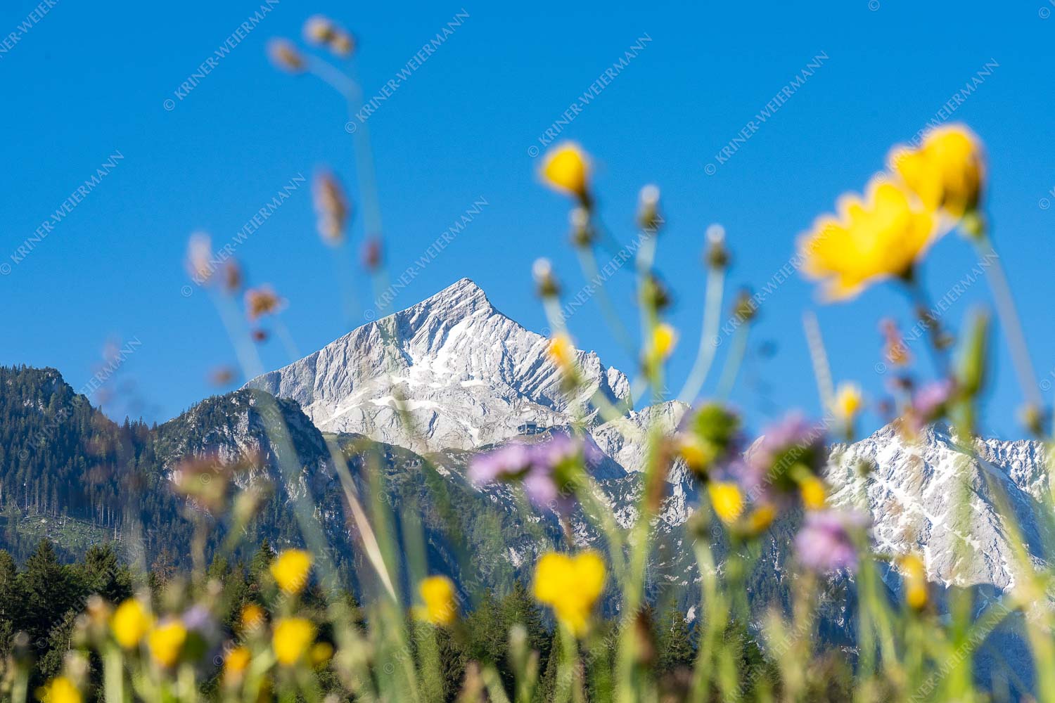 Blumenwiese in Garmisch mit Blick zur Alpspitze - Alpspitz Sommer 3:2  -- Blumen mit Alpspitze - mehr Infos bei www.Kriner-Weiermann.de