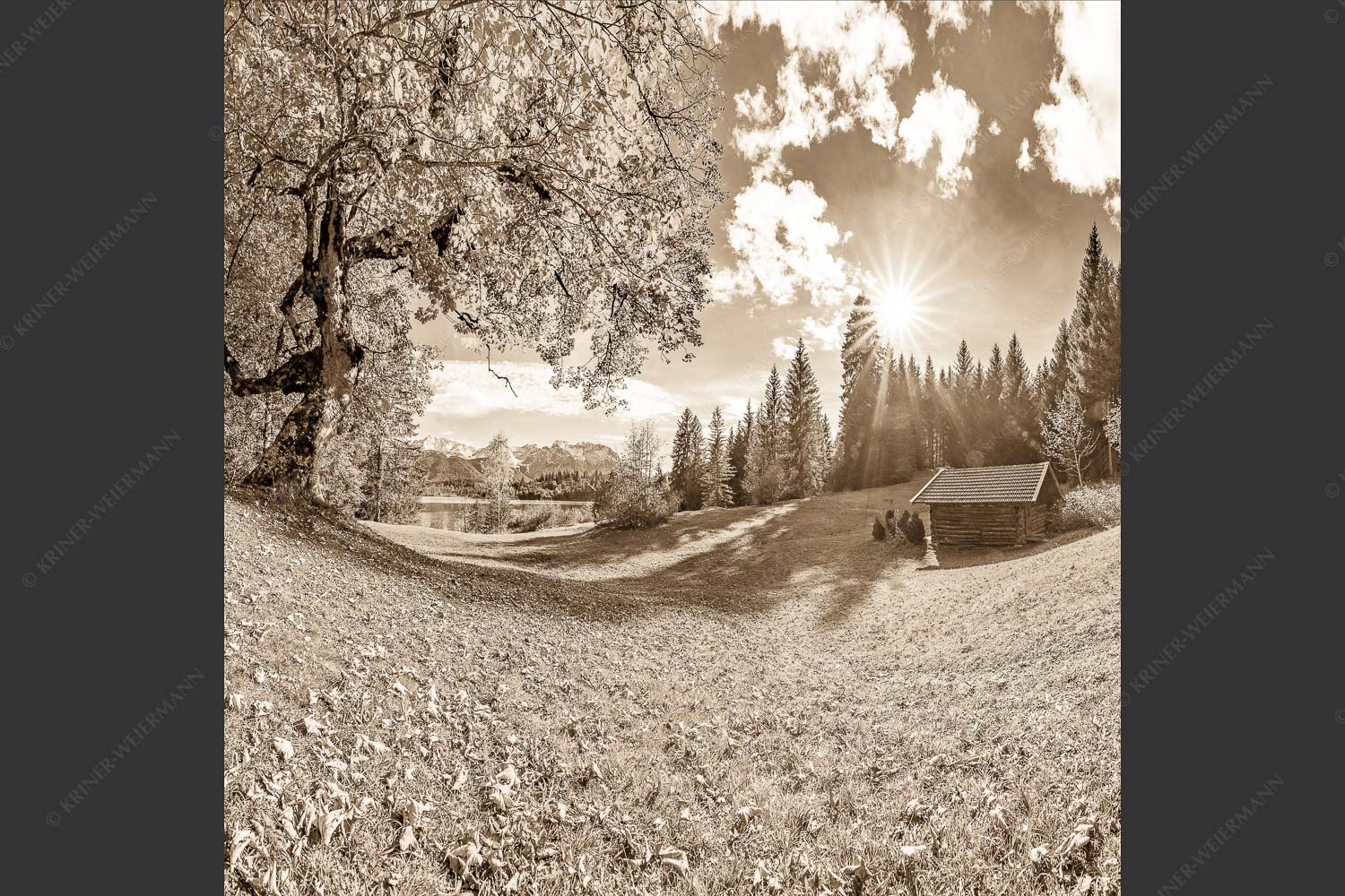 Ahorn am Barmsee mit Blick zum Karwendel - Alter Ahorn 1:1 sepia -- Stadel am Barmsee mit Karwendel - mehr Infos bei www.Kriner-Weiermann.de