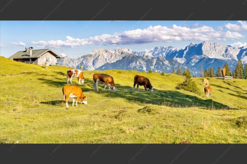 Blick über Krüneralm ins Karwendelgebirge - Auf da Krüneralm IV 2:1  -- Junge Kälber im Estergebirge - mehr Infos bei www.Kriner-Weiermann.de