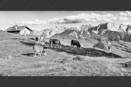 Blick über Krüneralm ins Karwendelgebirge - Auf da Krüneralm IV 2:1 sw -- Junge Kälber im Estergebirge - mehr Infos bei www.Kriner-Weiermann.de