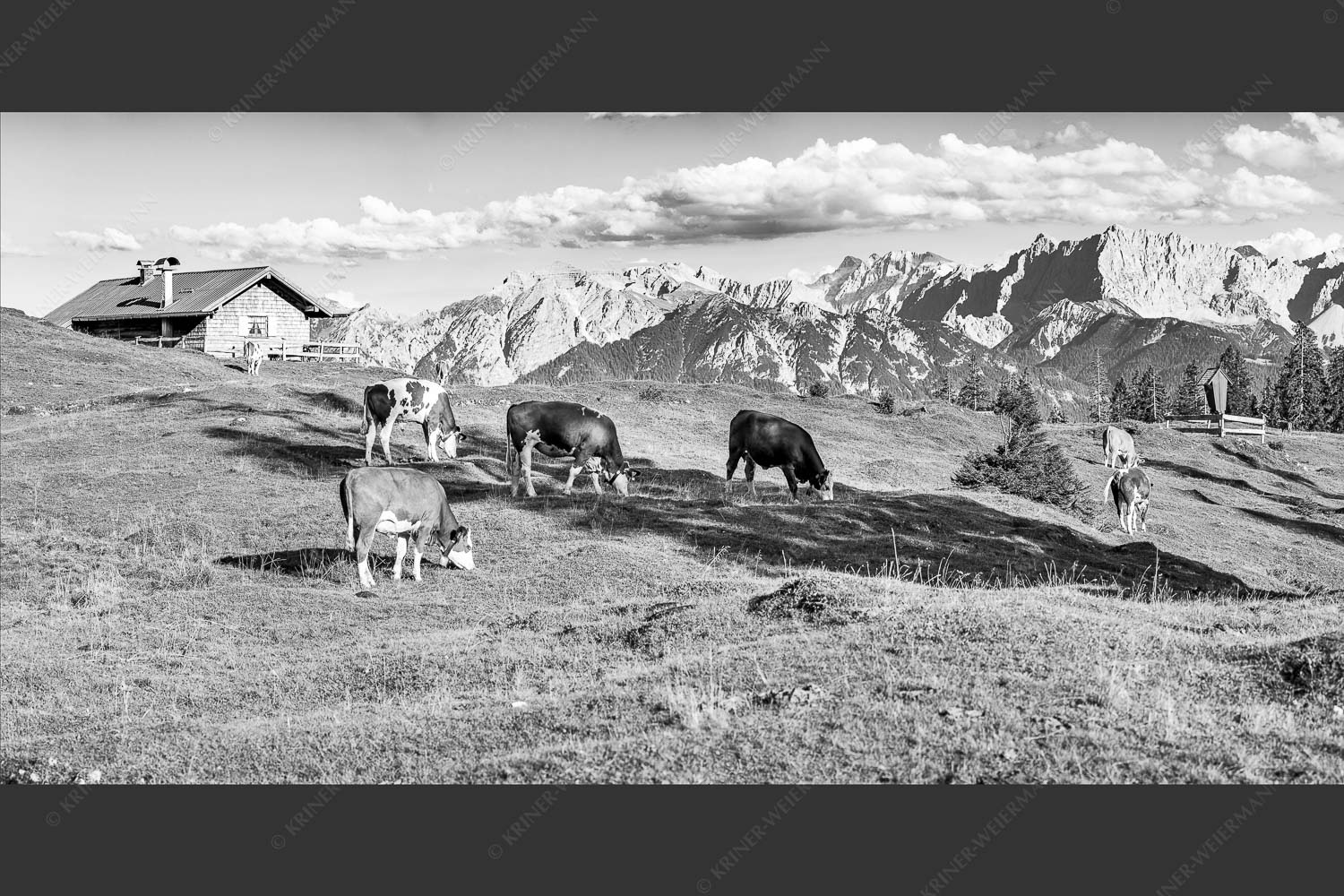Blick über Krüneralm ins Karwendelgebirge - Auf da Krüneralm IV 2:1 sw -- Junge Kälber im Estergebirge - mehr Infos bei www.Kriner-Weiermann.de