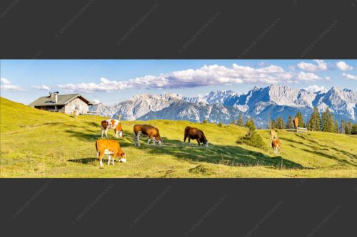 Blick über Krüneralm ins Karwendelgebirge - Auf da Krüneralm IV 3:1  -- Junge Kälber im Estergebirge - mehr Infos bei www.Kriner-Weiermann.de