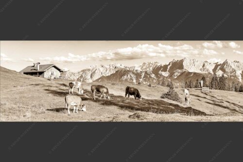 Blick über Krüneralm ins Karwendelgebirge - Auf da Krüneralm IV 3:1 sepia -- Junge Kälber im Estergebirge - mehr Infos bei www.Kriner-Weiermann.de