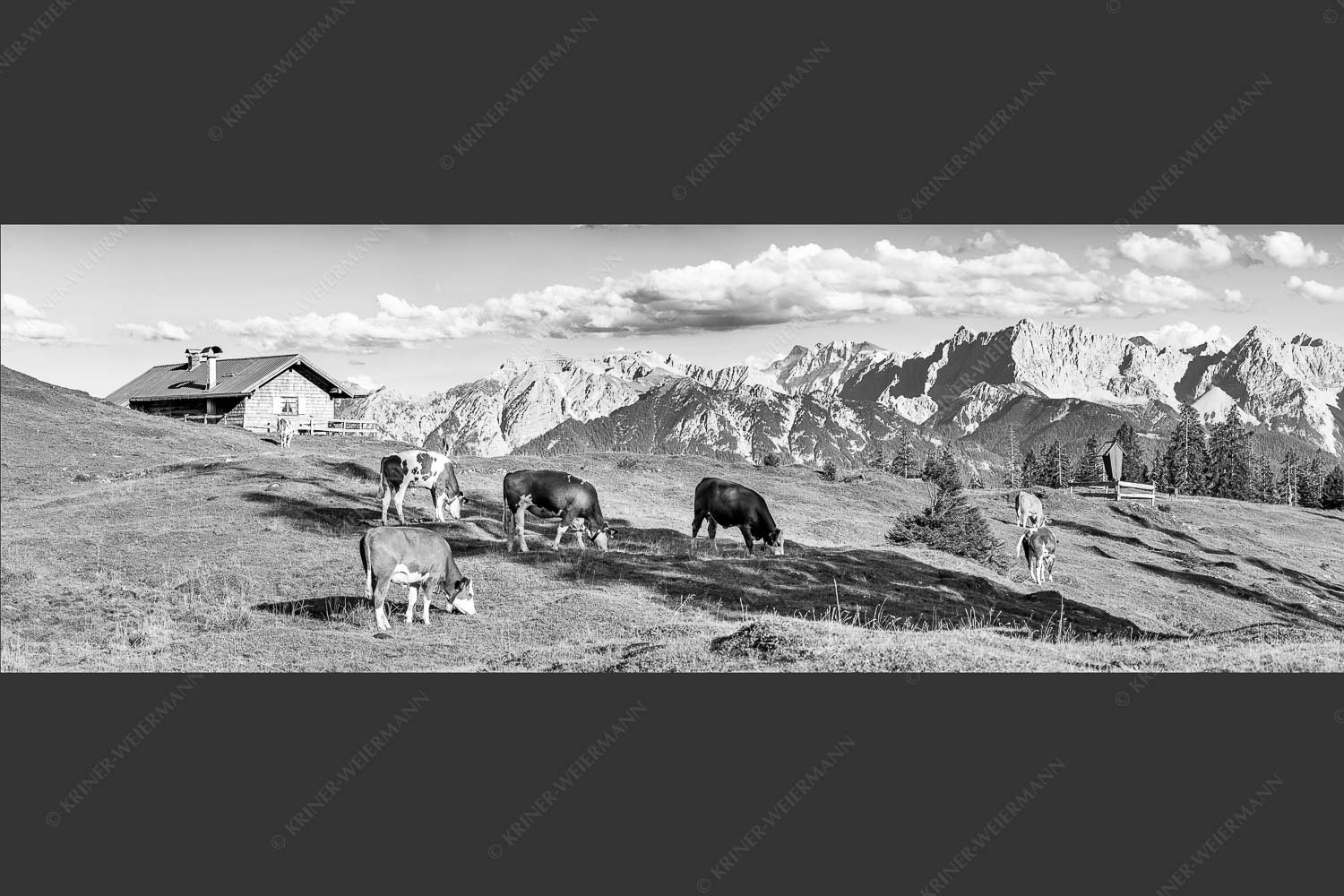 Blick über Krüneralm ins Karwendelgebirge - Auf da Krüneralm IV 3:1 sw -- Junge Kälber im Estergebirge - mehr Infos bei www.Kriner-Weiermann.de