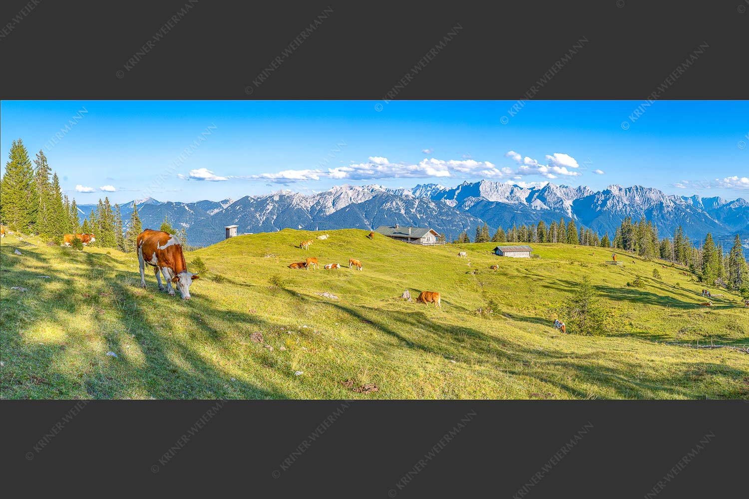 Blick über Krüneralm ins Karwendelgebirge - Auf da Krüneralm 2,5:1 -- Kühe auf der Alm im Estergebirge - mehr Infos bei www.Kriner-Weiermann.de
