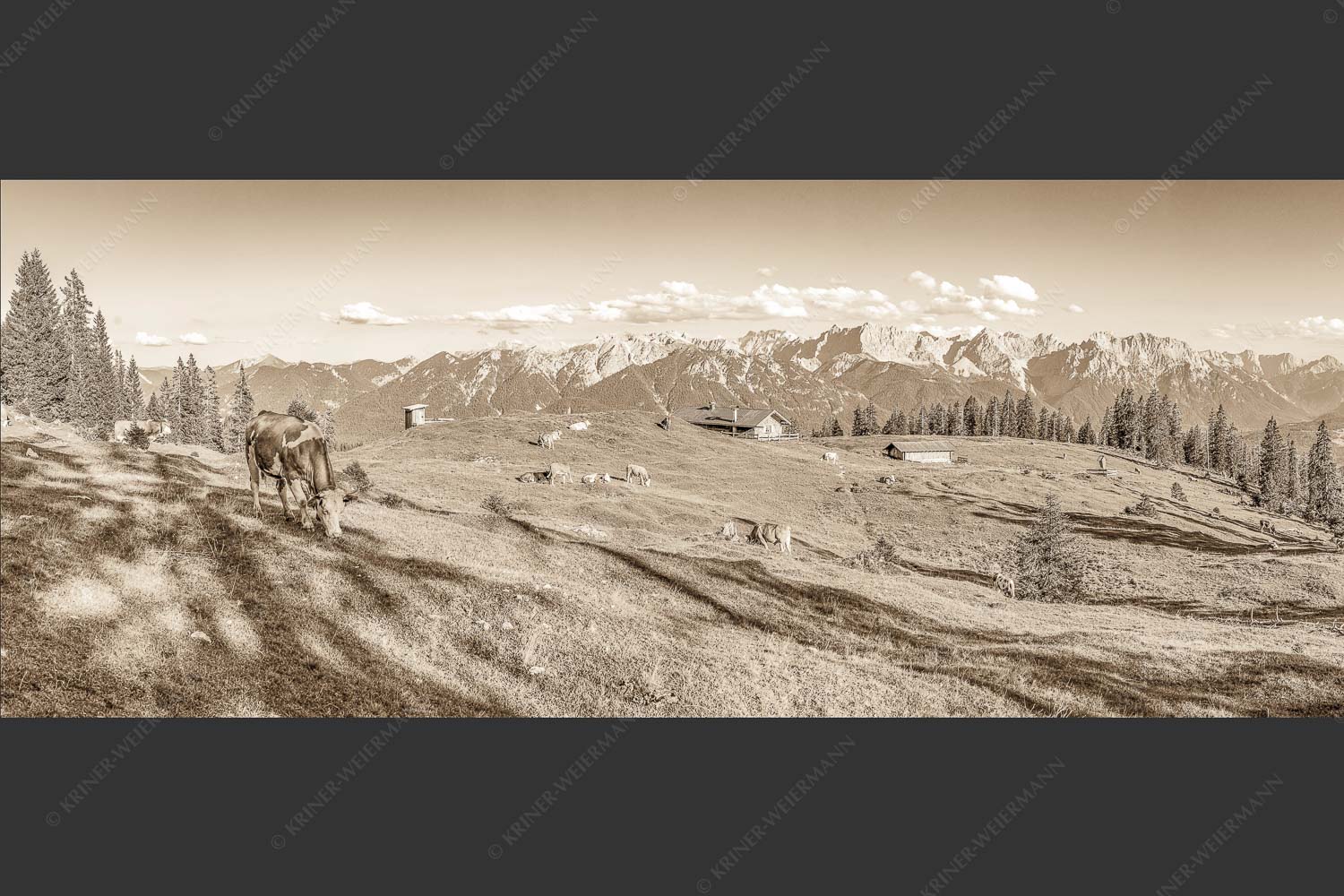 Blick über Krüneralm ins Karwendelgebirge - Auf da Krüneralm 2,5:1 sepia -- Kühe auf der Alm im Estergebirge - mehr Infos bei www.Kriner-Weiermann.de
