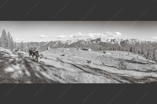 Blick über Krüneralm ins Karwendelgebirge - Auf da Krüneralm 2,5:1 sw -- Kühe auf der Alm im Estergebirge - mehr Infos bei www.Kriner-Weiermann.de