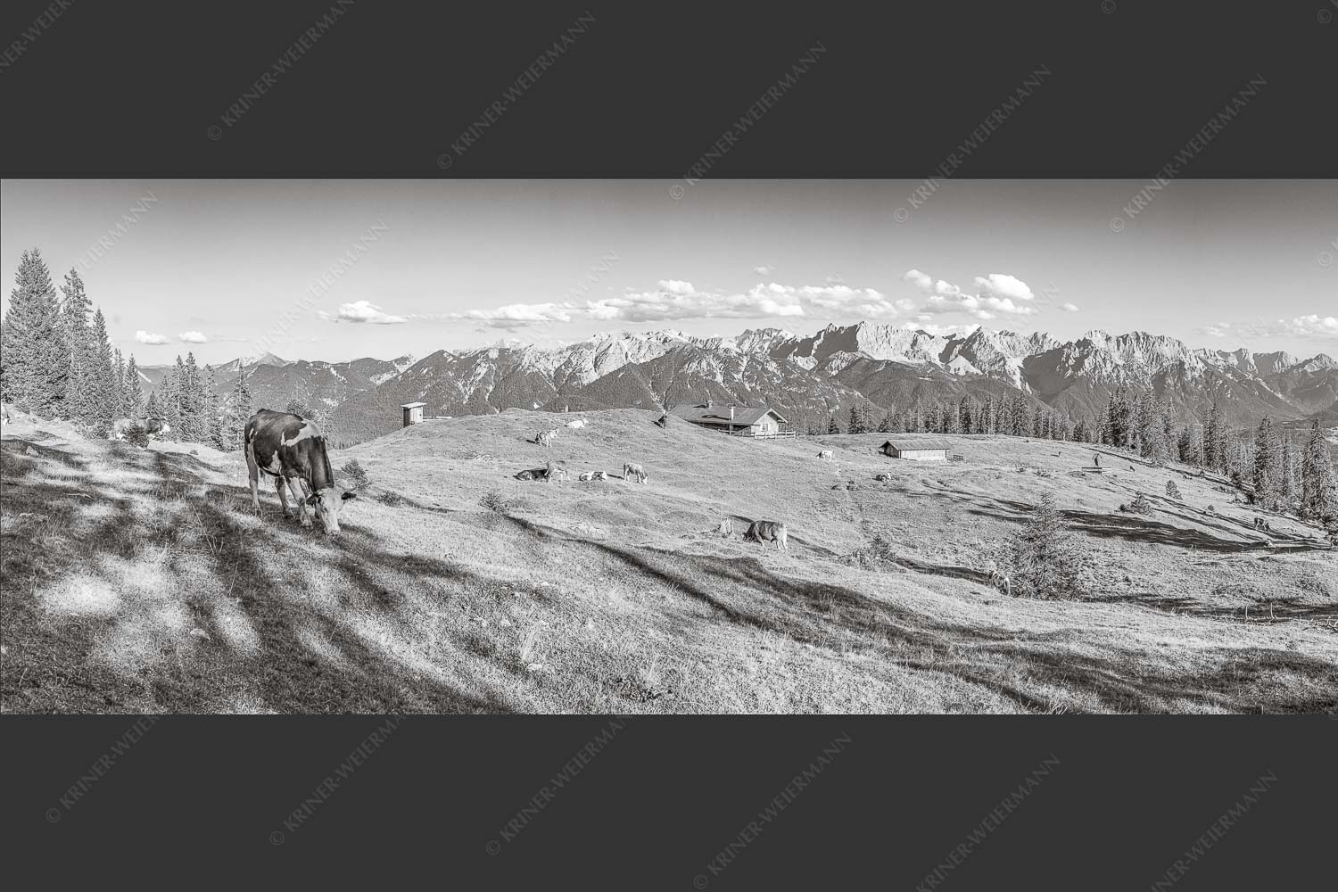 Blick über Krüneralm ins Karwendelgebirge - Auf da Krüneralm 2,5:1 sw -- Kühe auf der Alm im Estergebirge - mehr Infos bei www.Kriner-Weiermann.de