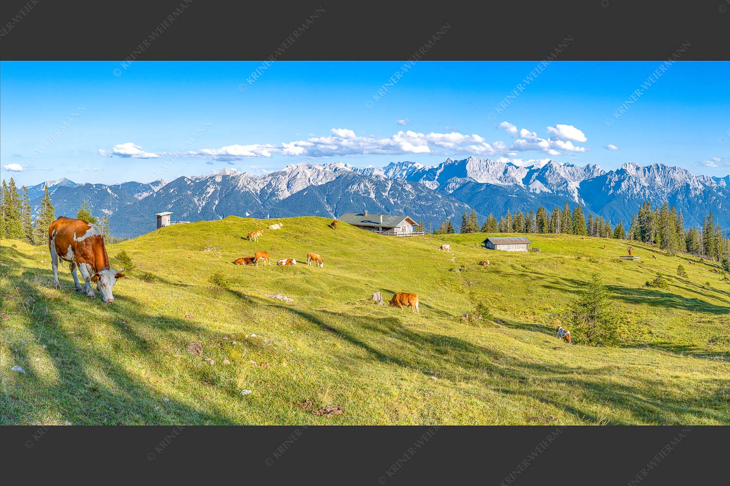 Blick über Krüneralm ins Karwendelgebirge - Auf da Krüneralm 2:1  -- Kühe auf der Alm im Estergebirge - mehr Infos bei www.Kriner-Weiermann.de