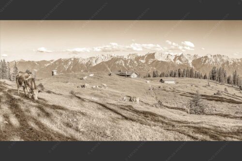 Blick über Krüneralm ins Karwendelgebirge - Auf da Krüneralm 2:1 sepia -- Kühe auf der Alm im Estergebirge - mehr Infos bei www.Kriner-Weiermann.de