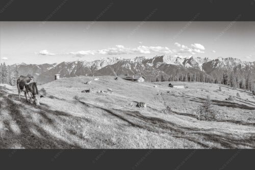 Blick über Krüneralm ins Karwendelgebirge - Auf da Krüneralm 2:1 sw -- Kühe auf der Alm im Estergebirge - mehr Infos bei www.Kriner-Weiermann.de