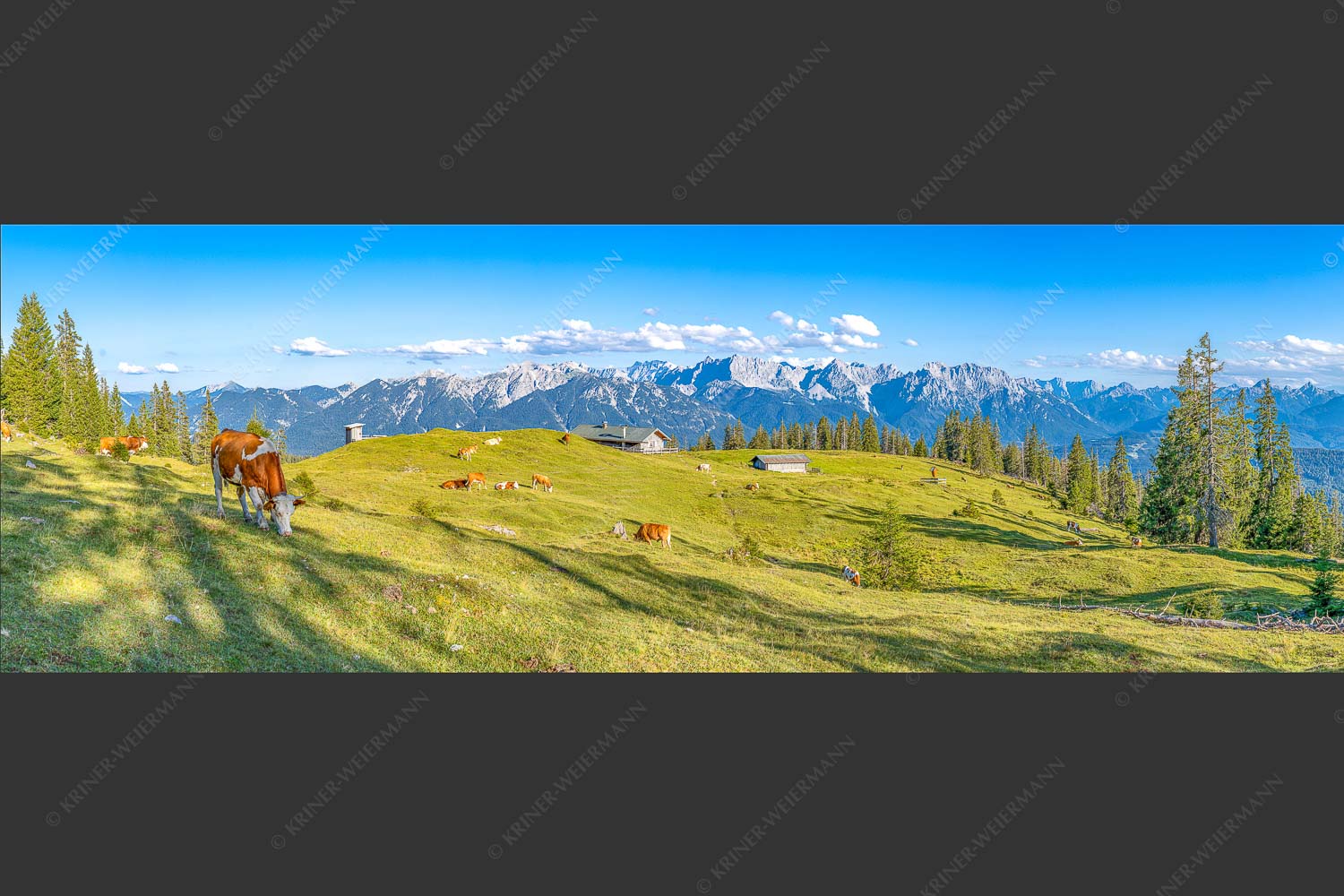 Blick über Krüneralm ins Karwendelgebirge - Auf da Krüneralm 3:1  -- Kühe auf der Alm im Estergebirge - mehr Infos bei www.Kriner-Weiermann.de