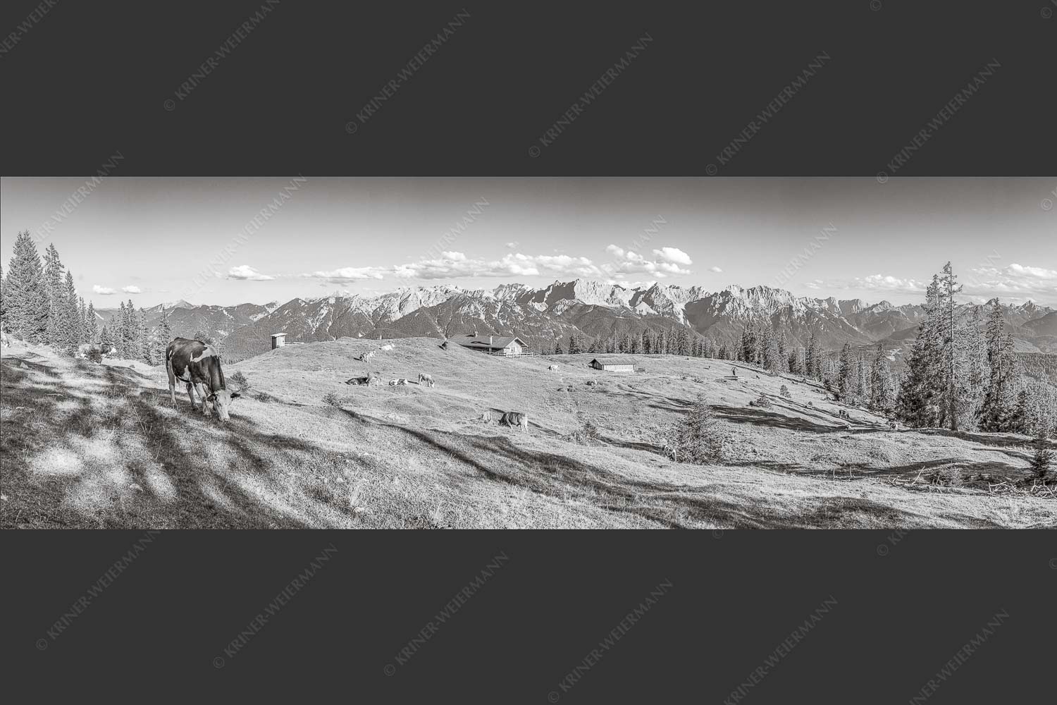 Blick über Krüneralm ins Karwendelgebirge - Auf da Krüneralm 3:1 sw -- Kühe auf der Alm im Estergebirge - mehr Infos bei www.Kriner-Weiermann.de