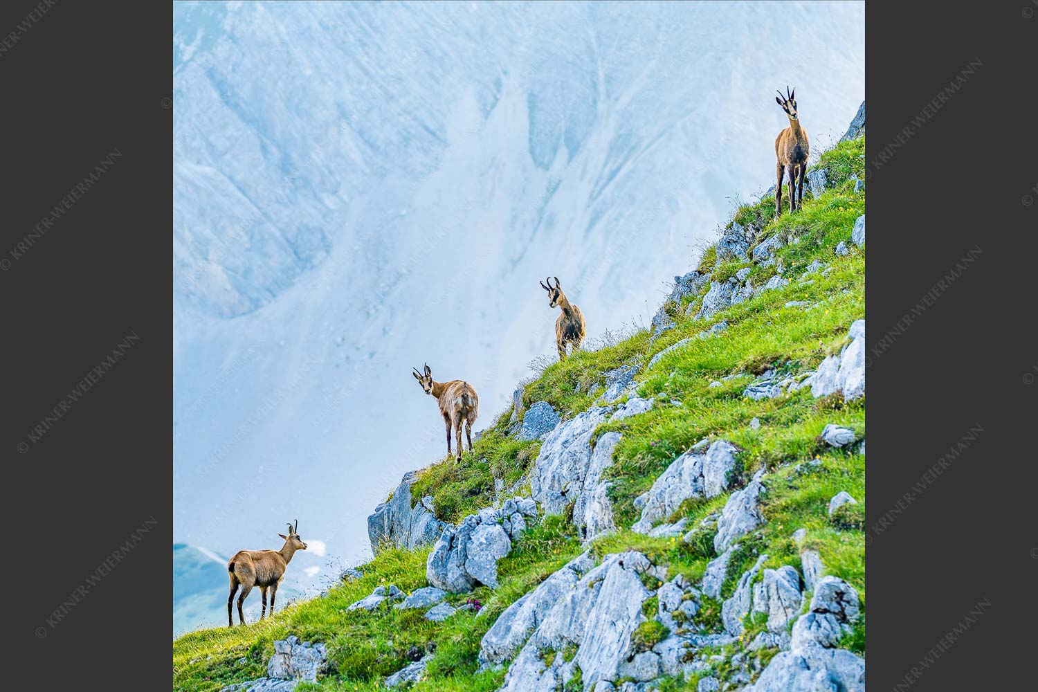 Junge Gams im Karwendel - Aufgereiht 1:1  -- Gämsen im Karwendelgebirge - mehr Infos bei www.Kriner-Weiermann.de