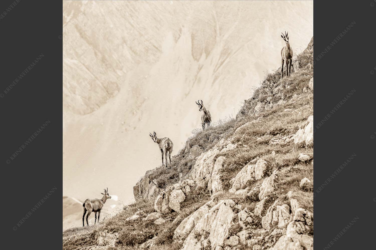 Junge Gams im Karwendel - Aufgereiht 1:1 sepia -- Gämsen im Karwendelgebirge - mehr Infos bei www.Kriner-Weiermann.de