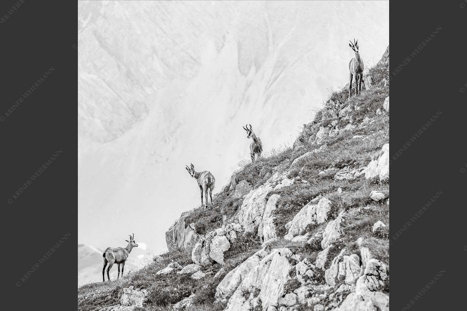 Junge Gams im Karwendel - Aufgereiht 1:1 sw -- Gämsen im Karwendelgebirge - mehr Infos bei www.Kriner-Weiermann.de