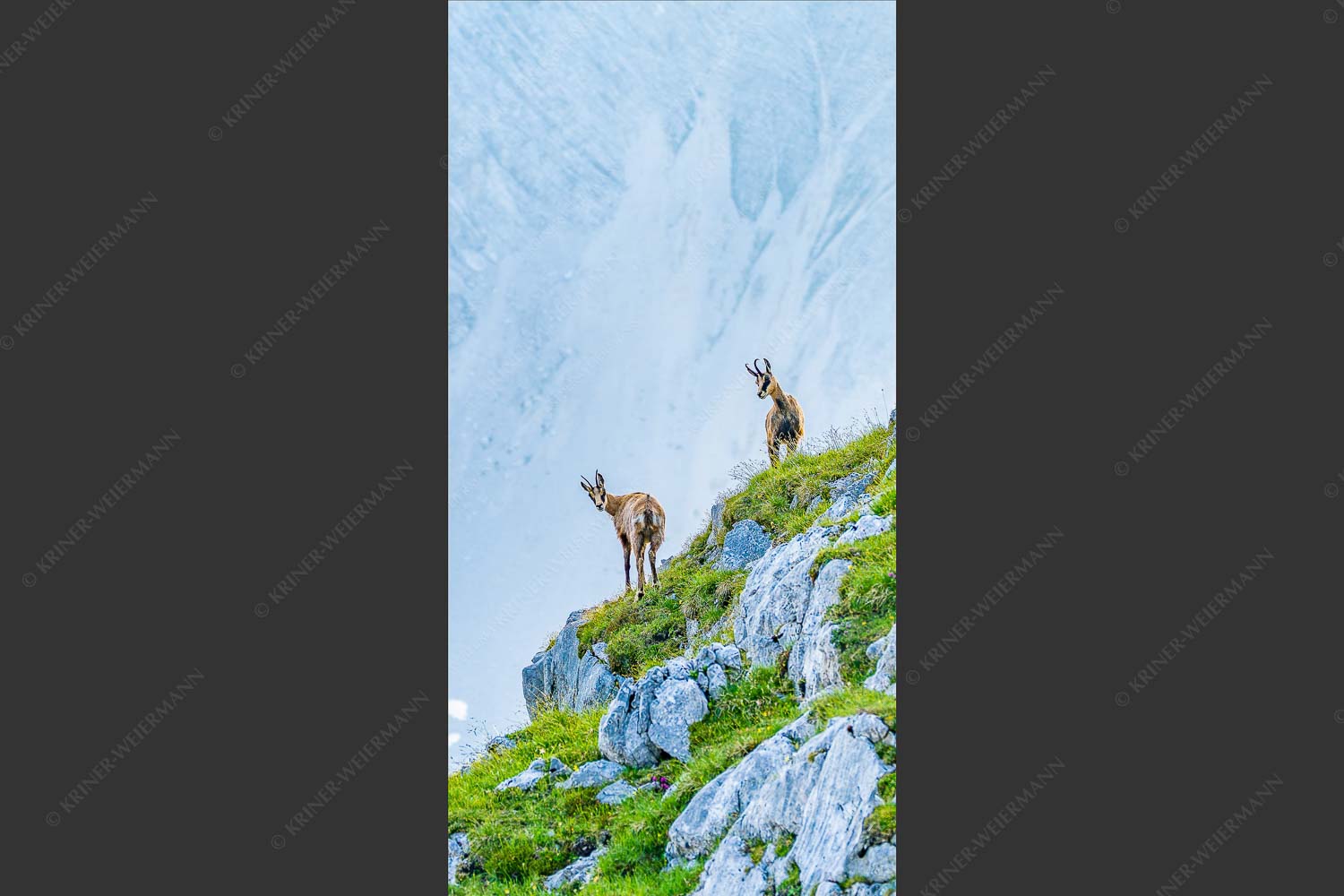 Junge Gams im Karwendel - Aufgereiht 1:2  -- Gämsen im Karwendelgebirge - mehr Infos bei www.Kriner-Weiermann.de