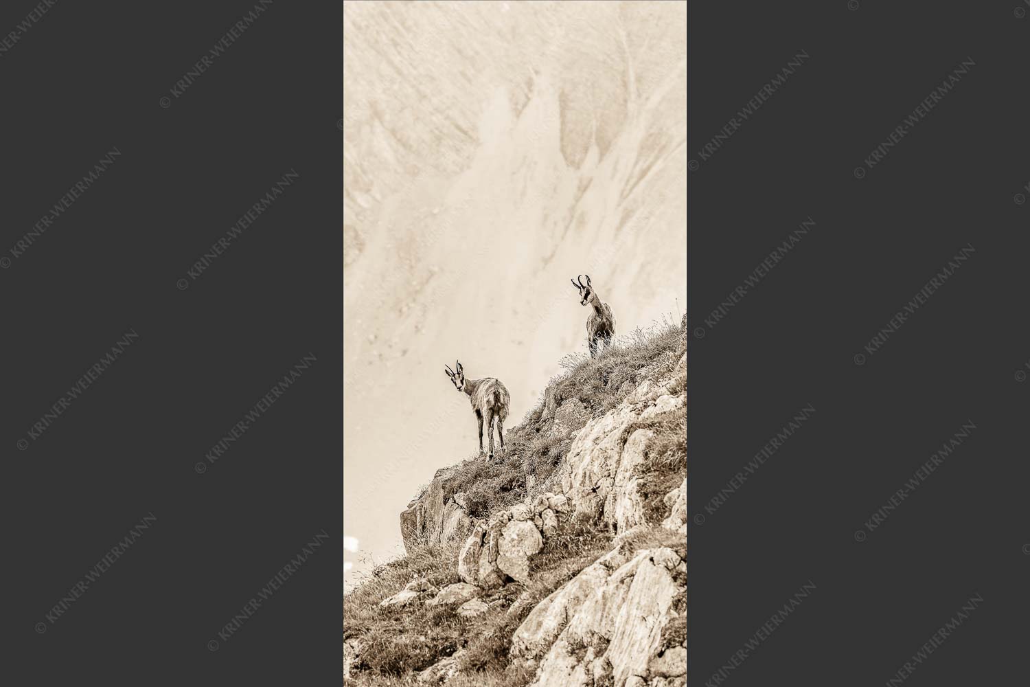 Junge Gams im Karwendel - Aufgereiht 1:2 sepia -- Gämsen im Karwendelgebirge - mehr Infos bei www.Kriner-Weiermann.de