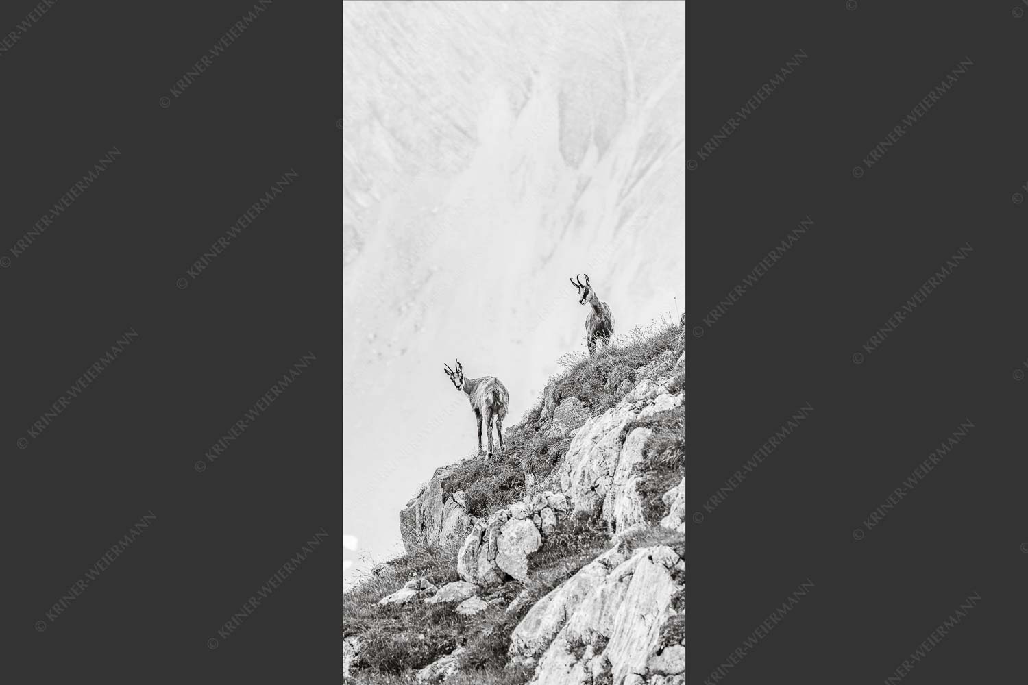 Junge Gams im Karwendel - Aufgereiht 1:2 sw -- Gämsen im Karwendelgebirge - mehr Infos bei www.Kriner-Weiermann.de