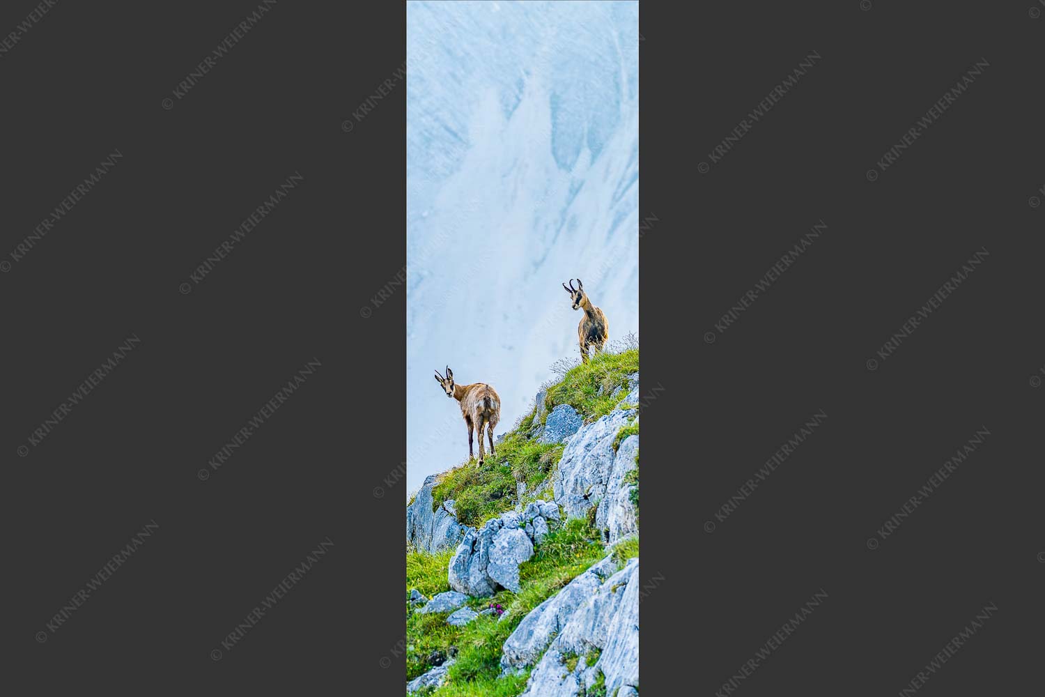 Junge Gams im Karwendel - Aufgereiht 1:3  -- Gämsen im Karwendelgebirge - mehr Infos bei www.Kriner-Weiermann.de