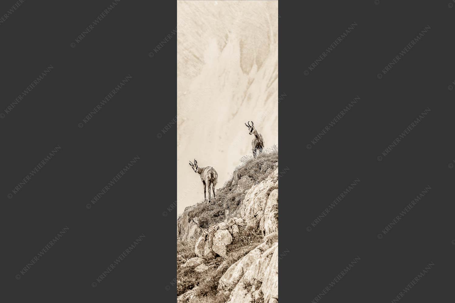 Junge Gams im Karwendel - Aufgereiht 1:3 sepia -- Gämsen im Karwendelgebirge - mehr Infos bei www.Kriner-Weiermann.de