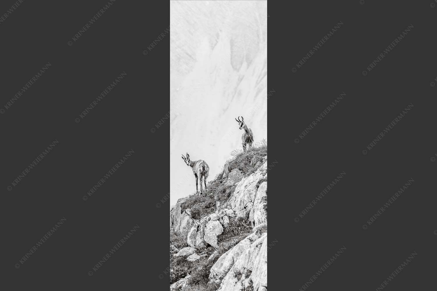 Junge Gams im Karwendel - Aufgereiht 1:3 sw -- Gämsen im Karwendelgebirge - mehr Infos bei www.Kriner-Weiermann.de