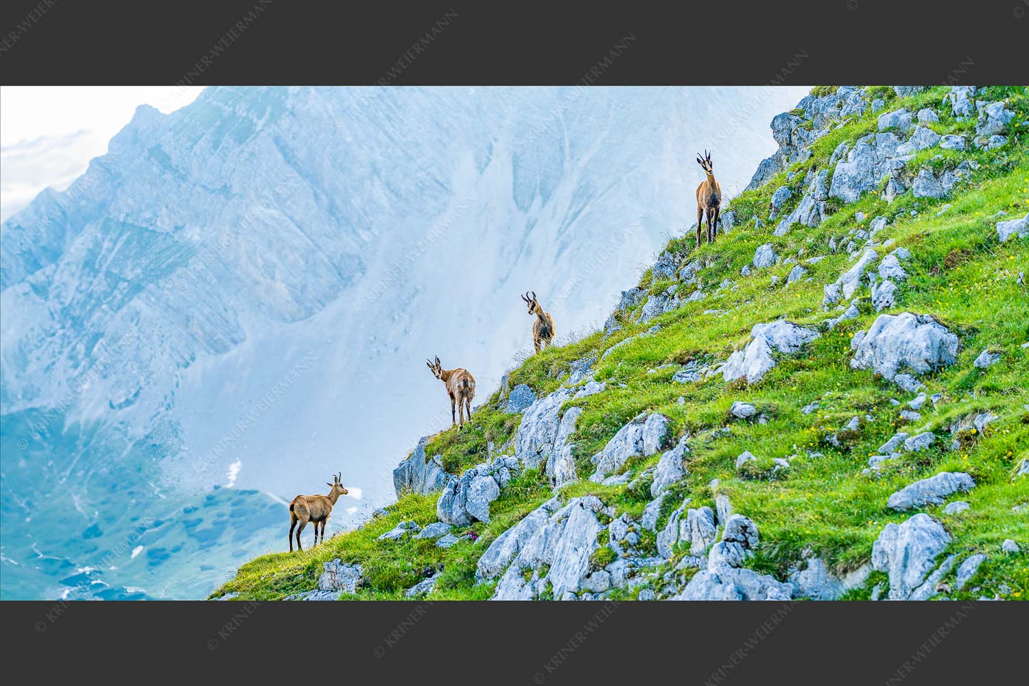 Junge Gams im Karwendel - Aufgereiht 2:1  -- Gämsen im Karwendelgebirge - mehr Infos bei www.Kriner-Weiermann.de