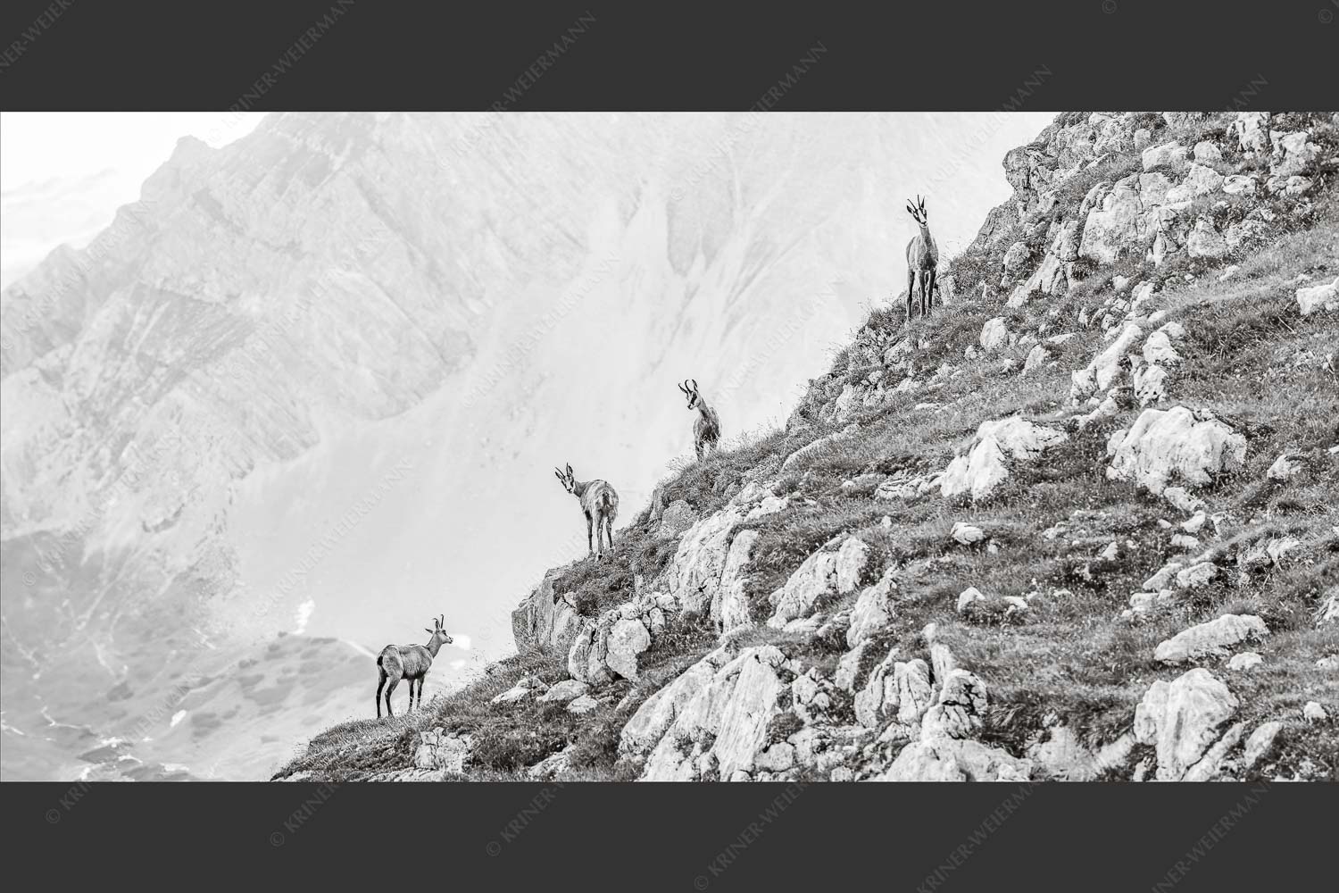 Junge Gams im Karwendel - Aufgereiht 2:1 sw -- Gämsen im Karwendelgebirge - mehr Infos bei www.Kriner-Weiermann.de