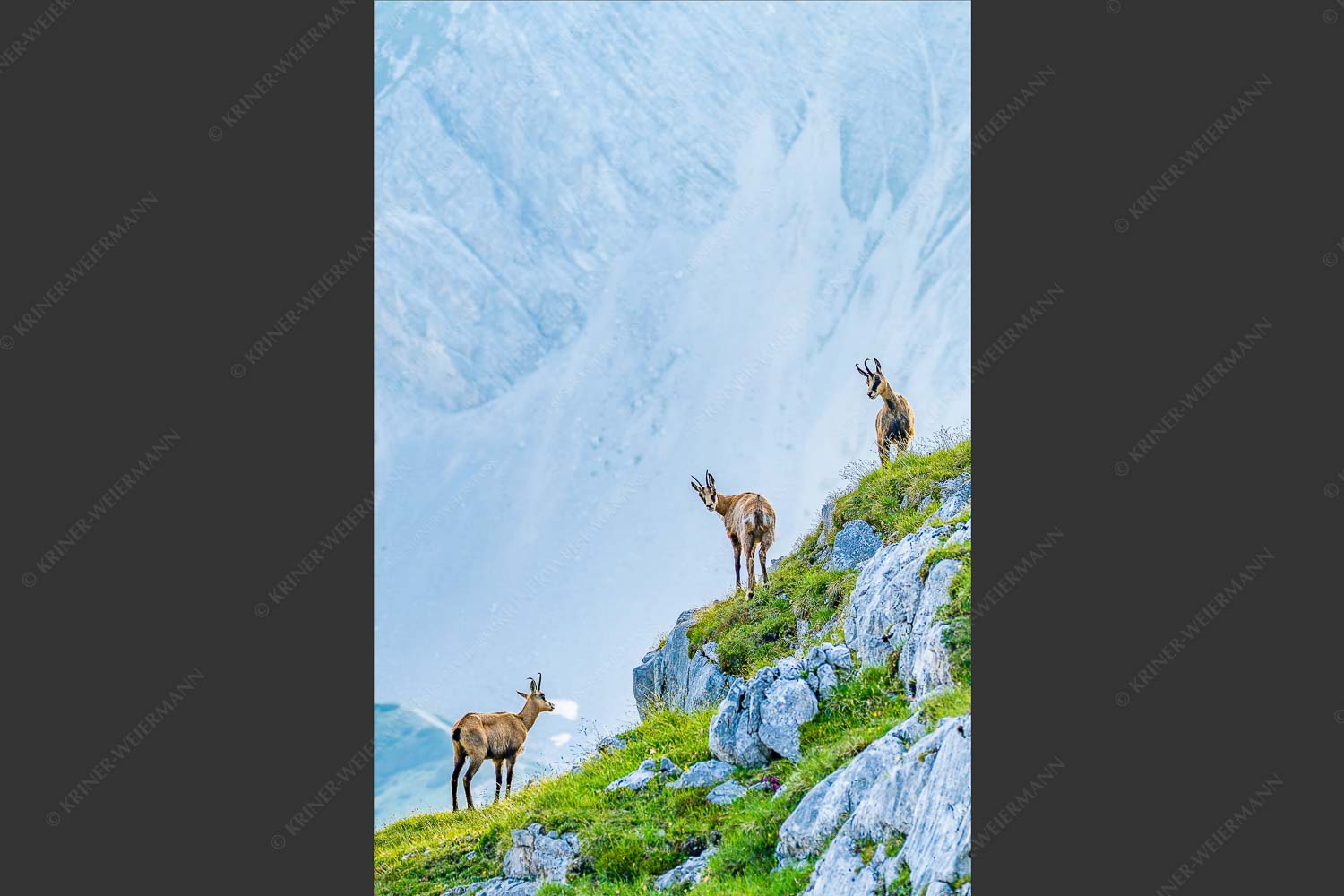 Junge Gams im Karwendel - Aufgereiht 2:3  -- Gämsen im Karwendelgebirge - mehr Infos bei www.Kriner-Weiermann.de