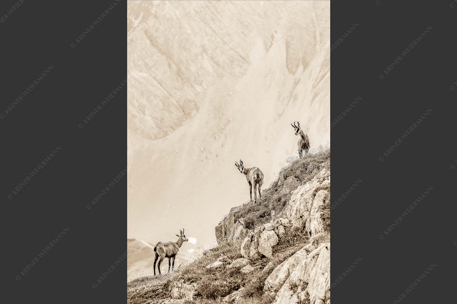 Junge Gams im Karwendel - Aufgereiht 2:3 sepia -- Gämsen im Karwendelgebirge - mehr Infos bei www.Kriner-Weiermann.de