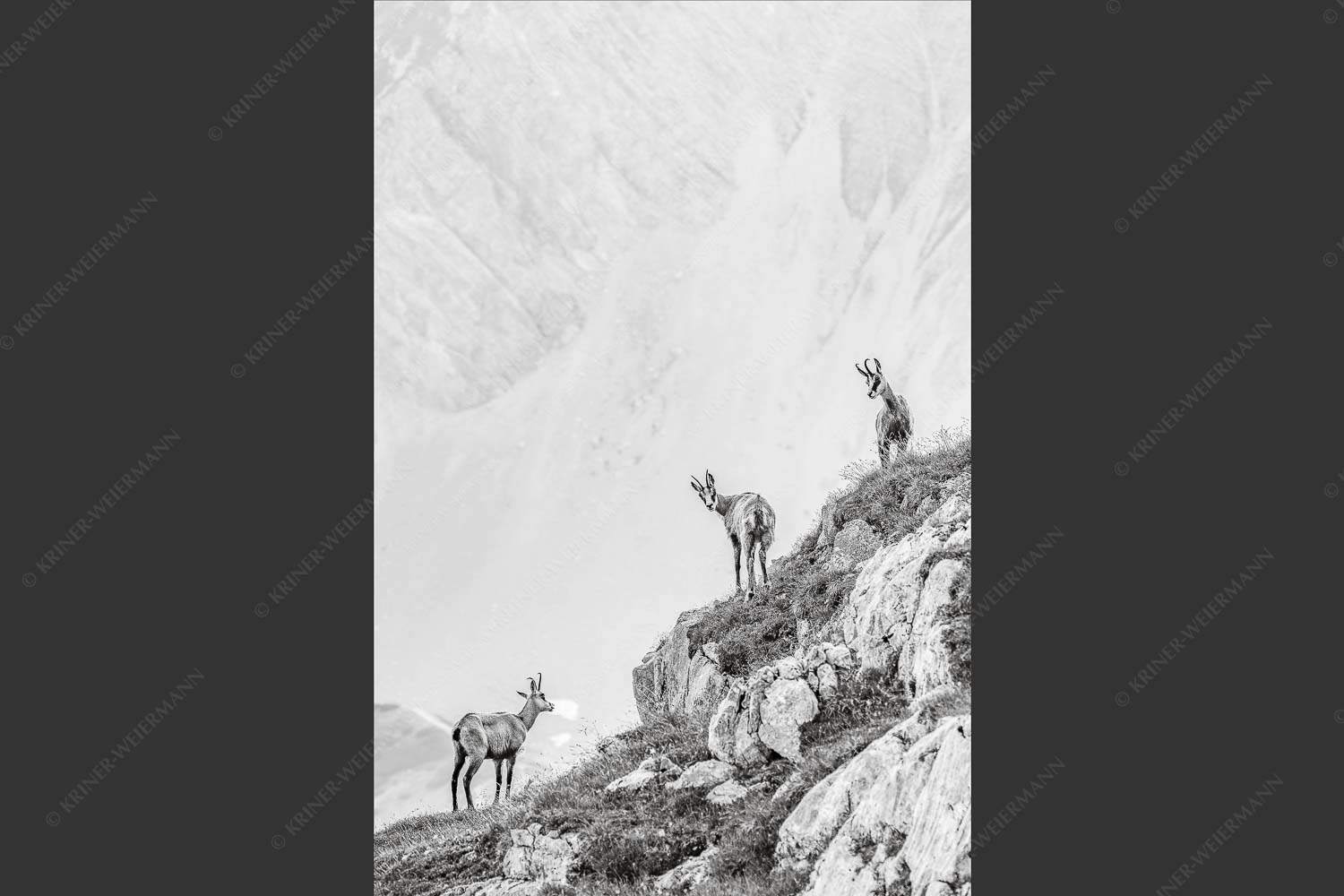 Junge Gams im Karwendel - Aufgereiht 2:3 sw -- Gämsen im Karwendelgebirge - mehr Infos bei www.Kriner-Weiermann.de