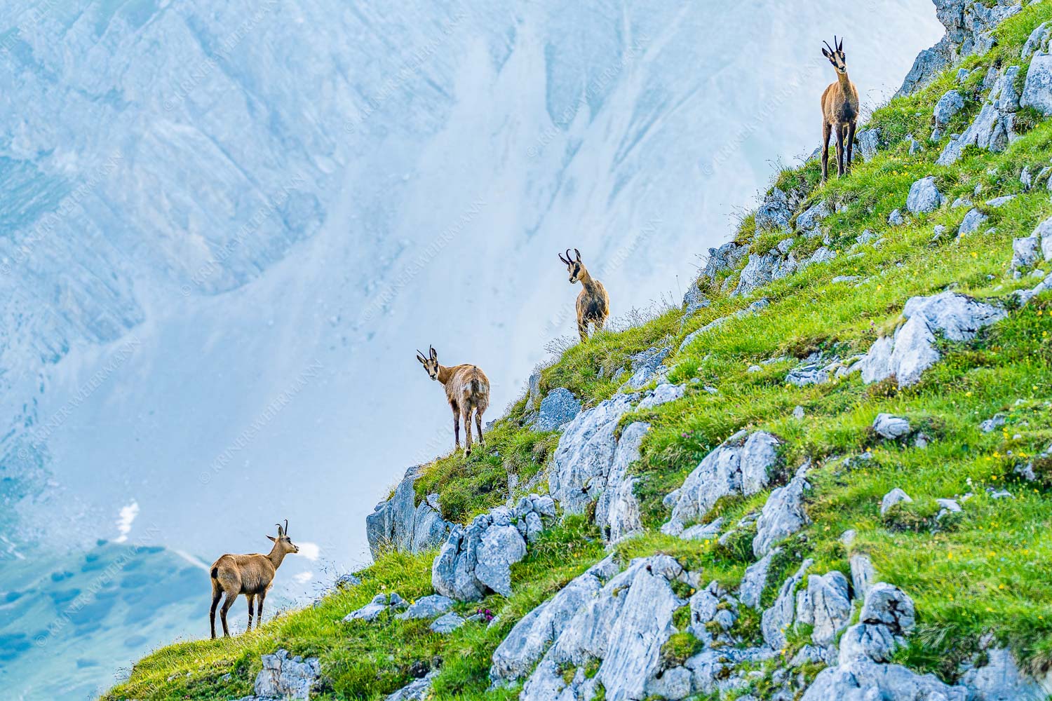 Junge Gams im Karwendel - Aufgereiht 3:2  -- Gämsen im Karwendelgebirge - mehr Infos bei www.Kriner-Weiermann.de