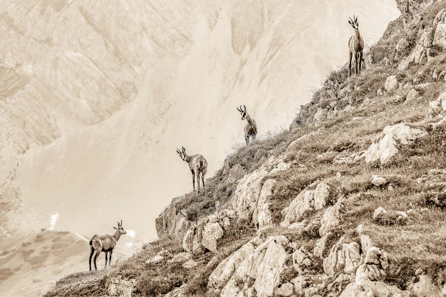 Junge Gams im Karwendel - Aufgereiht 3:2 sepia -- Gämsen im Karwendelgebirge - mehr Infos bei www.Kriner-Weiermann.de