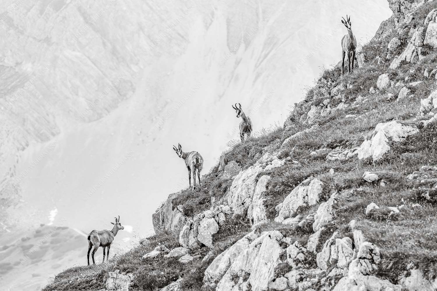 Junge Gams im Karwendel - Aufgereiht 3:2 sw -- Gämsen im Karwendelgebirge - mehr Infos bei www.Kriner-Weiermann.de