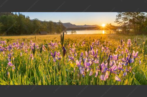 Schwertlilien im Sonnenaufgang im Oberen Isartal - Augenweide 2:1  -- Schwertlilien Iris am Barmsee - mehr Infos bei www.Kriner-Weiermann.de
