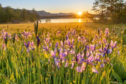 Schwertlilien im Sonnenaufgang im Oberen Isartal - Augenweide 3:2  -- Schwertlilien Iris am Barmsee - mehr Infos bei www.Kriner-Weiermann.de