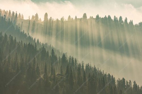 Morgentliche Gegenlichtaufnahme im Bereich der Krüner Alm - Ausstrahlung 3:2  -- Nebelstimmung Estergebirge - mehr Infos bei www.Kriner-Weiermann.de
