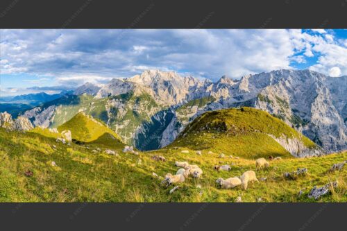 Bergschafe auf der letzten Herbstweide im Wettersteingebirge - Balsam für die Seele 2:1  -- Schafe im Wetterstein - mehr Infos bei www.Kriner-Weiermann.de