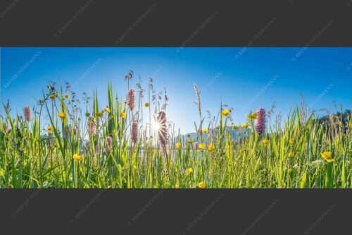 Sonnenaufgang am Barmsee - Barmseeschilf 2,5:1  -- Schilf Blumen und Gräser am Barmsee - mehr Infos bei www.Kriner-Weiermann.de