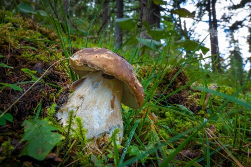 Einer der begehrtesten Speisepilze in unseren heimischen Wäldern ist der Steinpilz - Begehrt 3:2  -- Steinpilz im Karwendel - mehr Infos bei www.Kriner-Weiermann.de