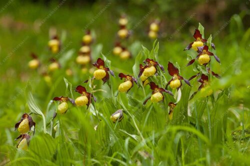 Der Gelbe Frauenschuh (Cypripedium calceolus) ist die größte Orchideenart in Europa - Begossene Schönheit 3:2  -- Frauenschuhe im Karwendel - mehr Infos bei www.Kriner-Weiermann.de