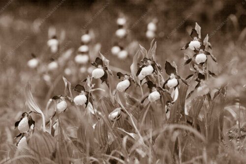 Der Gelbe Frauenschuh (Cypripedium calceolus) ist die größte Orchideenart in Europa - Begossene Schönheit 3:2 sepia -- Frauenschuhe im Karwendel - mehr Infos bei www.Kriner-Weiermann.de