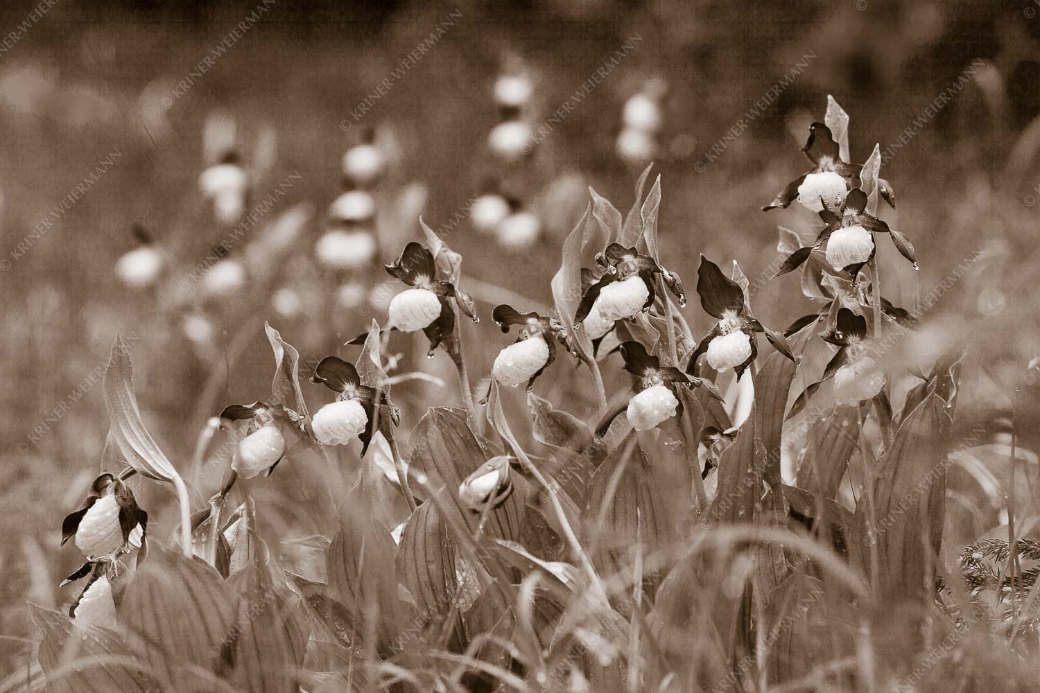 Der Gelbe Frauenschuh (Cypripedium calceolus) ist die größte Orchideenart in Europa - Begossene Schönheit 3:2 sepia -- Frauenschuhe im Karwendel - mehr Infos bei www.Kriner-Weiermann.de
