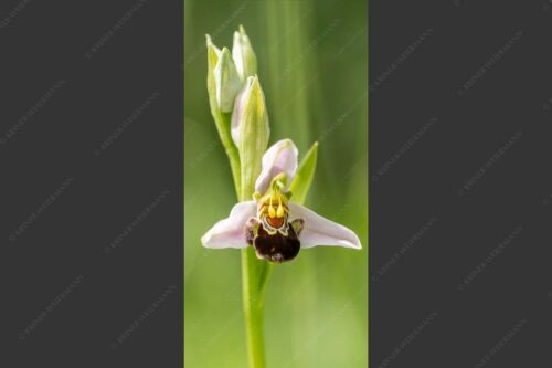 Bienenragwurz (Ophrys apifera) ist in Deutschland eine vom aussterben bedrohte Art - Bienenragwurz 1:2  -- Bienenragwurz Orchidee - mehr Infos bei www.Kriner-Weiermann.de
