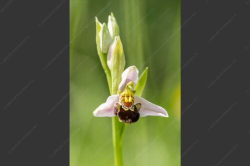 Bienenragwurz (Ophrys apifera) ist in Deutschland eine vom aussterben bedrohte Art - Bienenragwurz 2:3  -- Bienenragwurz Orchidee - mehr Infos bei www.Kriner-Weiermann.de