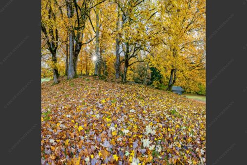 Herbstlaub am Wamberg - Bladlan 1:1  -- Herbstliche Ahornblätter am Wamberg - mehr Infos bei www.Kriner-Weiermann.de